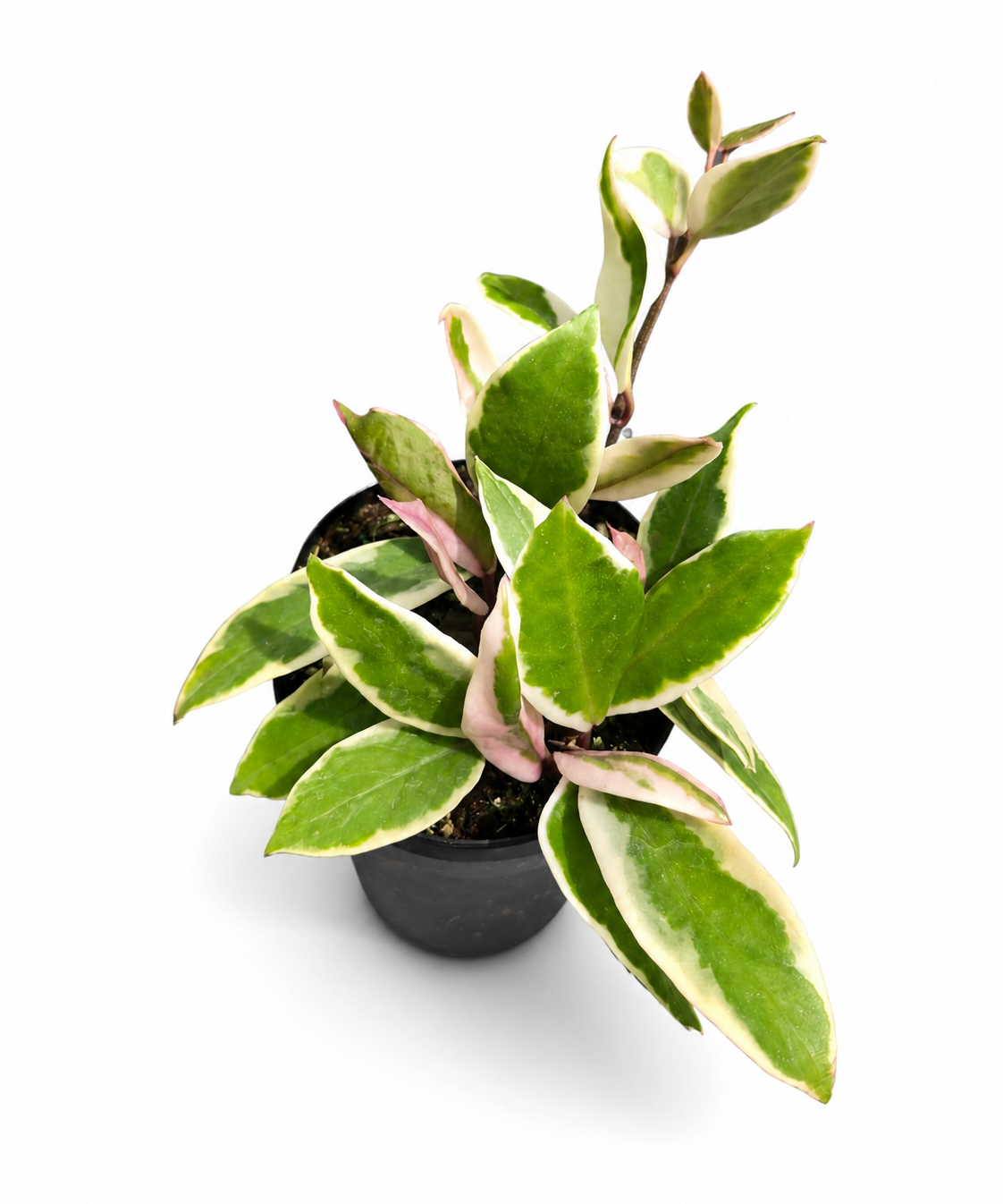 Hoya Krimson Queen