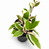 Hoya Krimson Queen