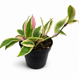 Hoya Krimson Queen