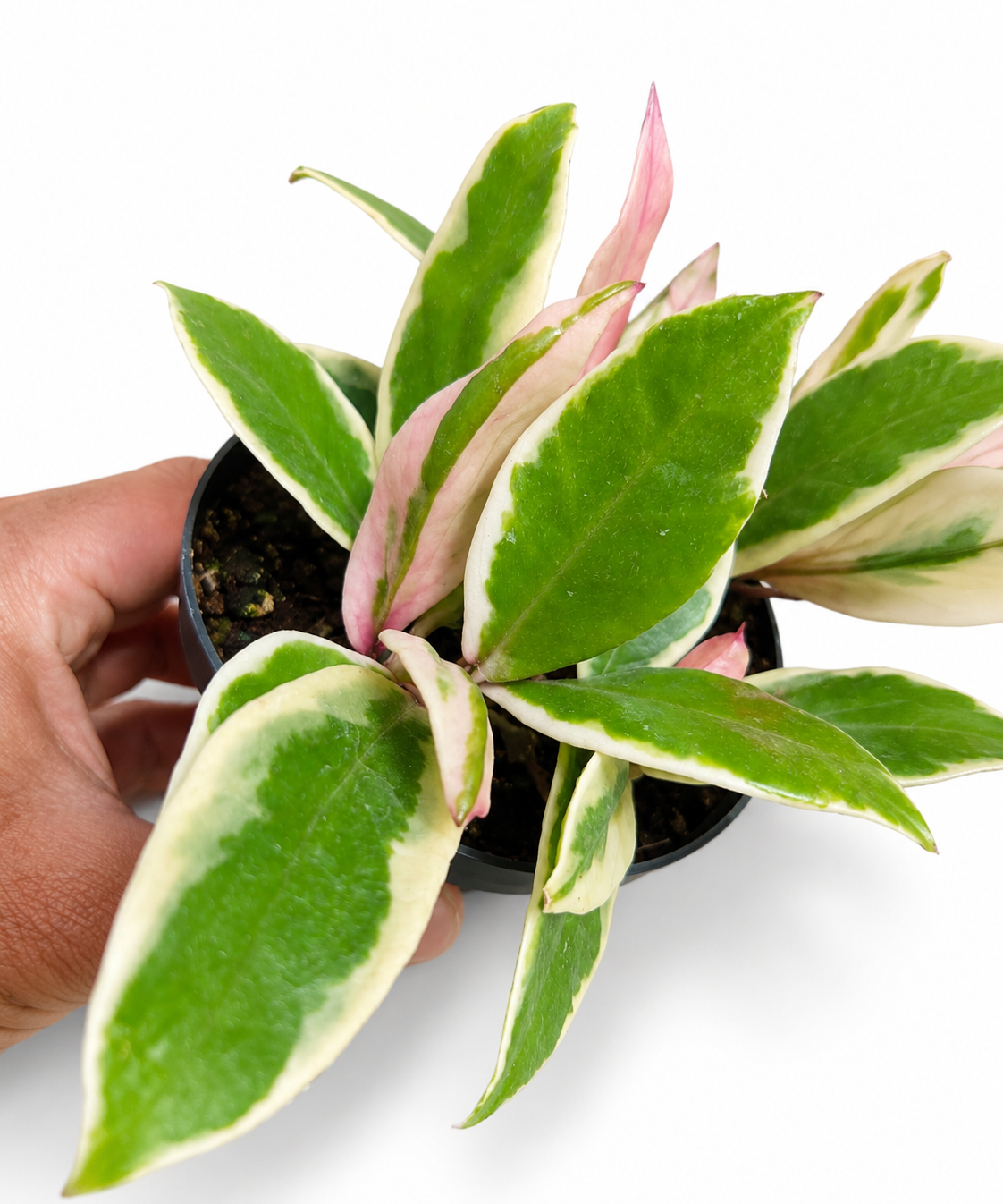 Hoya Krimson Queen