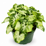 Syngonium Mini Pixie