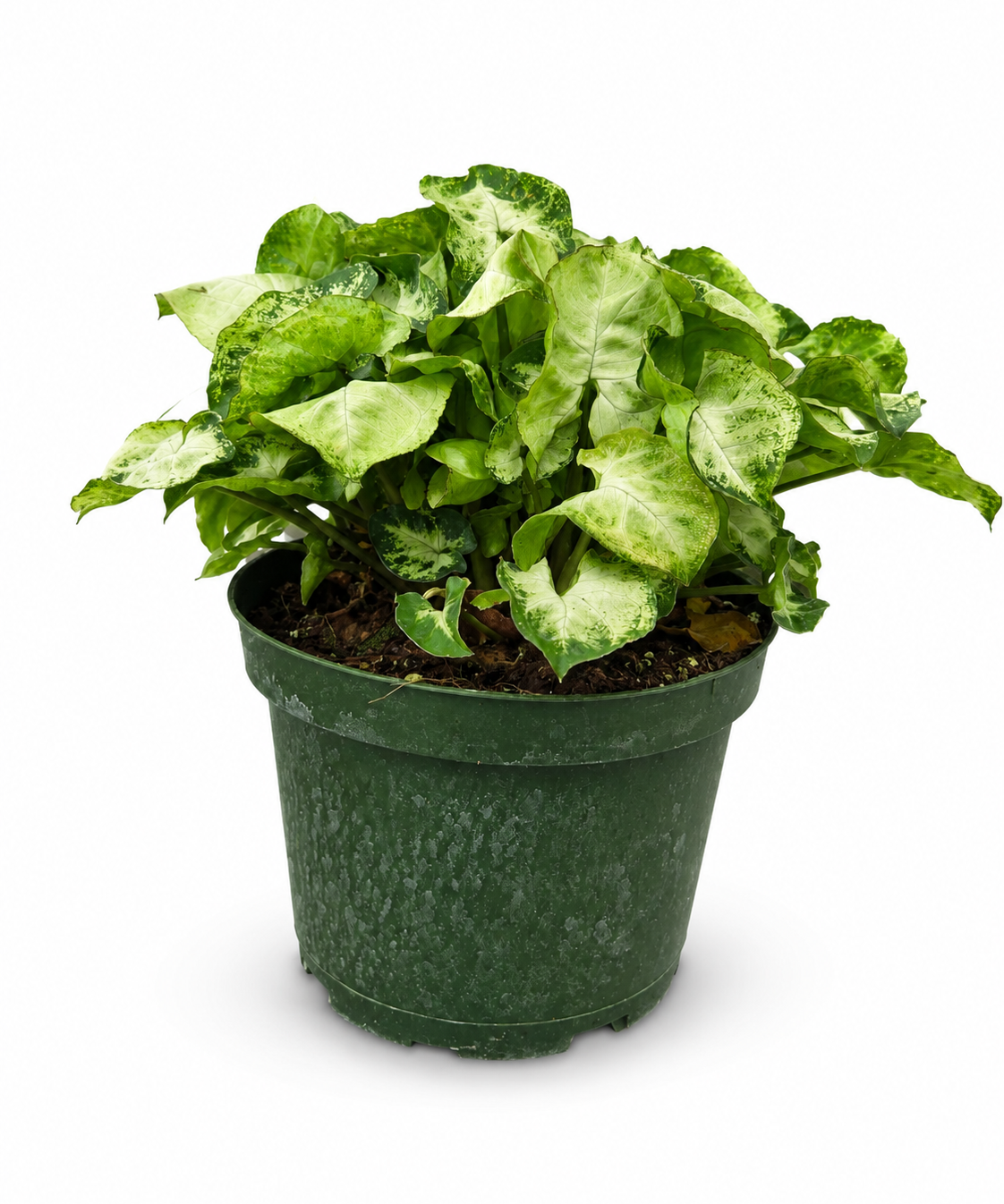 Syngonium Mini Pixie