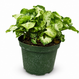 Syngonium Mini Pixie