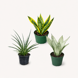 Snake Plant Trio
