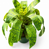 Vriesea Ospinae Gruberii