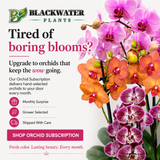 Basic Orchid Subscription