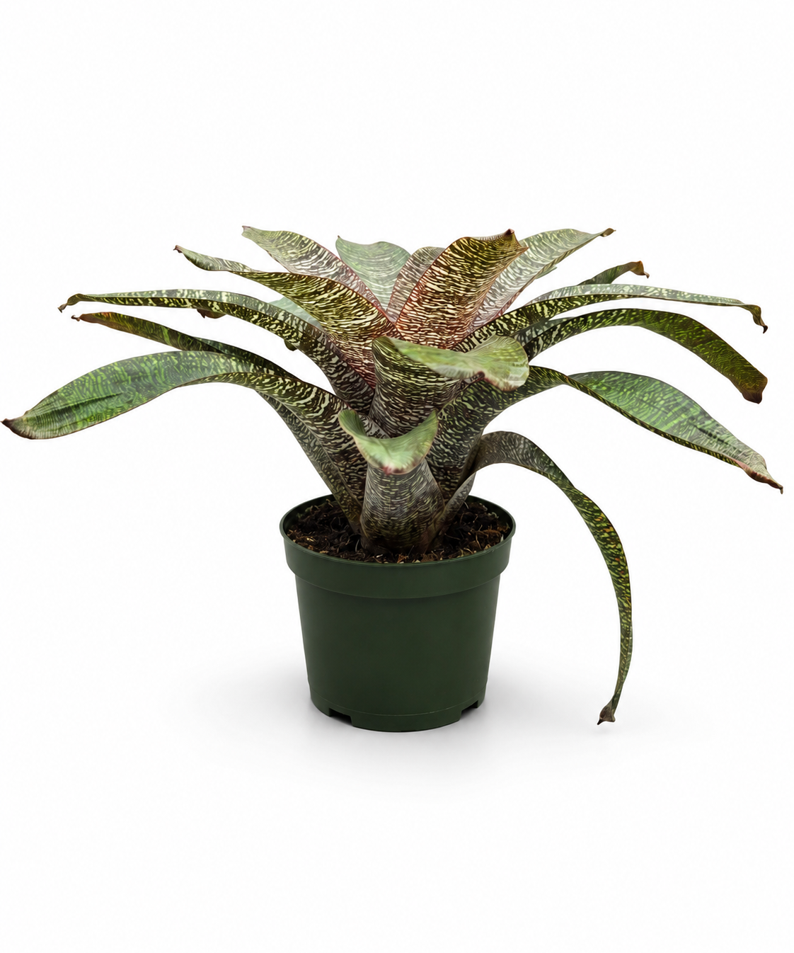 Bromeliad Vriesea 'Kiwi'