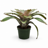 Bromeliad Vriesea 'Kiwi'