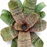 Bromeliad Vriesea 'Kiwi'