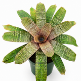 Bromeliad Vriesea 'Kiwi'