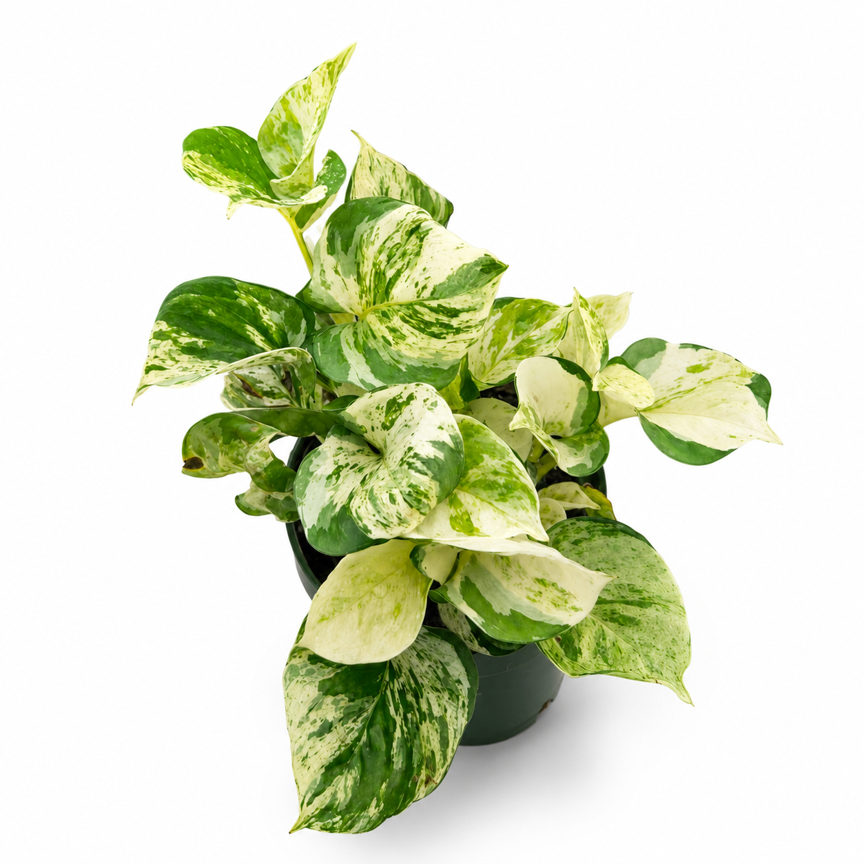 Pothos Happy Leaf