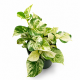 Pothos Happy Leaf