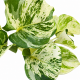 Pothos Happy Leaf