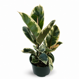 Tineke Rubber Plant