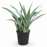 Sansevieria Sayuri