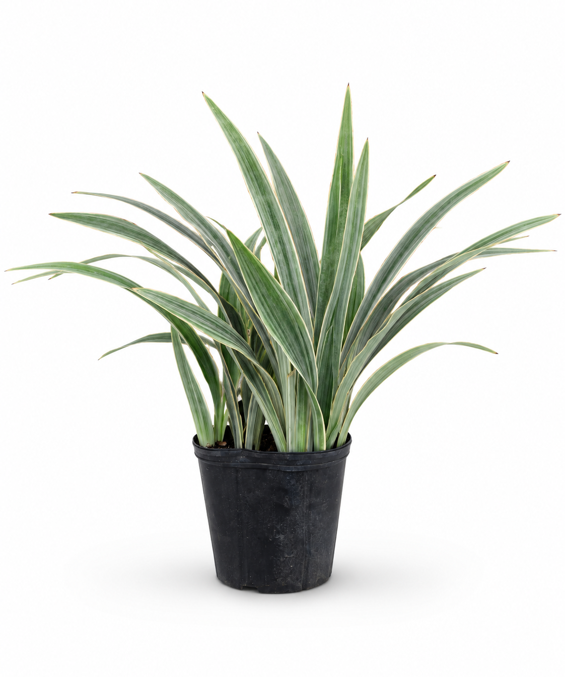 Sansevieria Sayuri