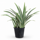 Sansevieria Sayuri