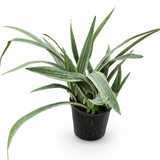 Sansevieria Sayuri
