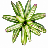 Bromeliad Neo. Picasso