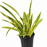 Sansevieria Lauren