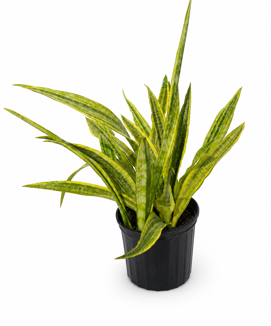 Sansevieria Lauren