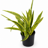 Sansevieria Lauren