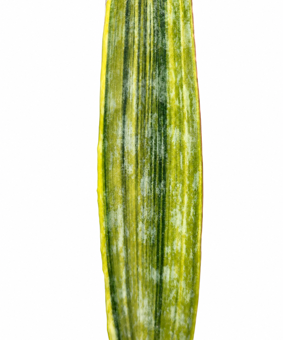 Sansevieria Lauren