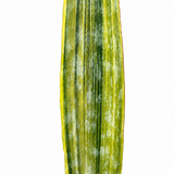 Sansevieria Lauren