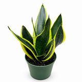 Sansevieria Black Flame