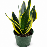 Sansevieria Black Flame