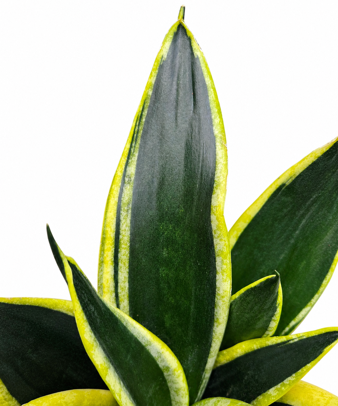 Sansevieria Black Flame
