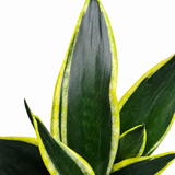 Sansevieria Black Flame