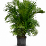 Areca Palm