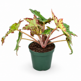 Begonia Geometry