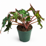 Begonia Geometry