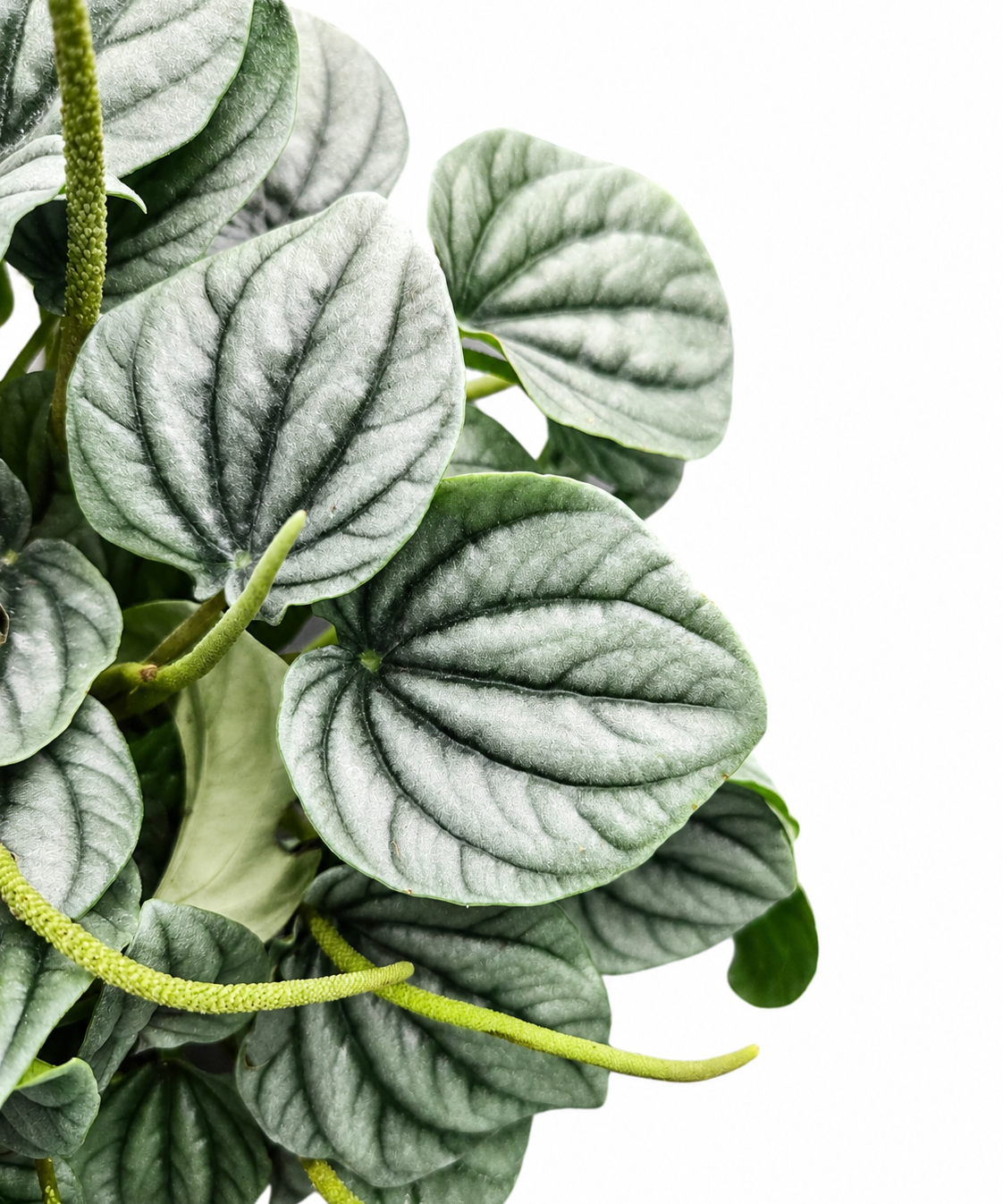 Peperomia Frost