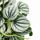 Peperomia Frost
