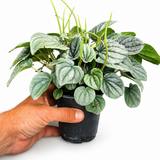 Peperomia Frost