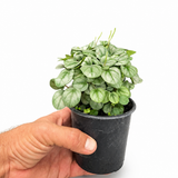 Peperomia Little Toscani