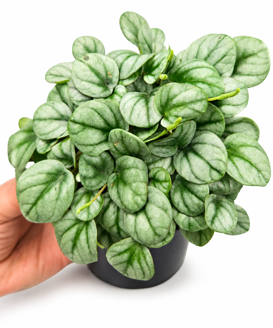 Peperomia Little Toscani