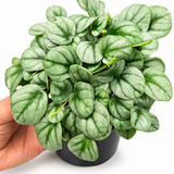 Peperomia Little Toscani