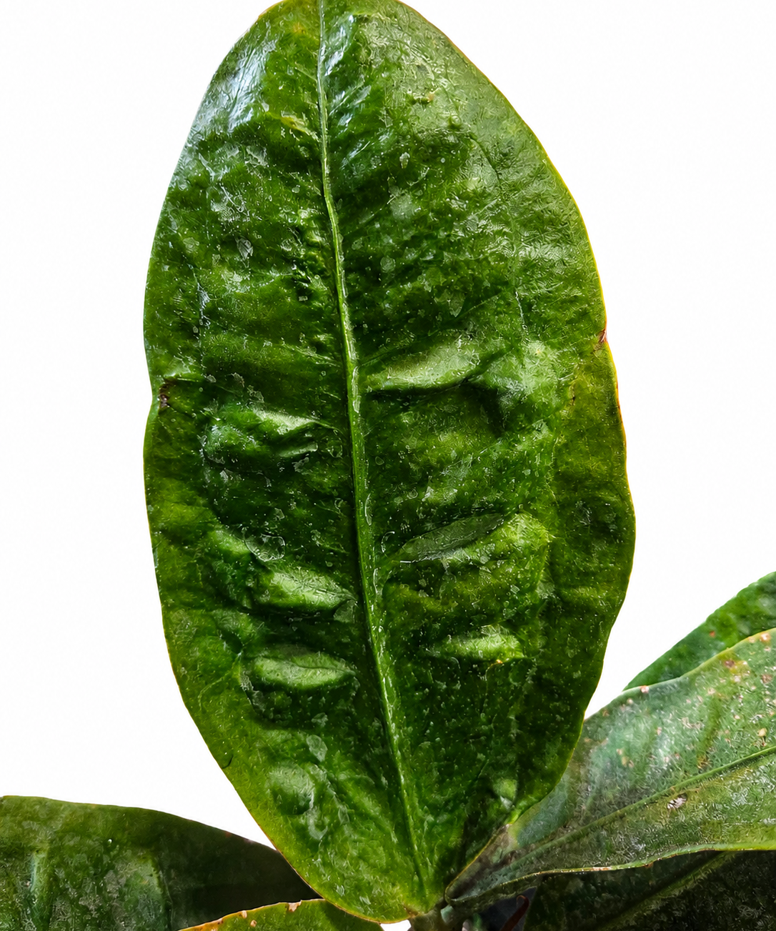 Anthurium Plowmanii Superbum