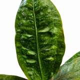 Anthurium Plowmanii Superbum