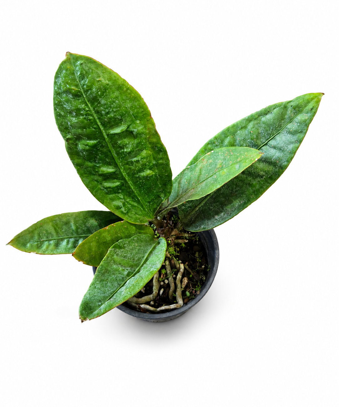 Anthurium Plowmanii Superbum