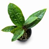 Anthurium Plowmanii Superbum