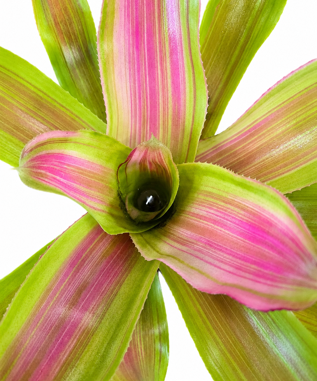 Candy Strip Bromeliad