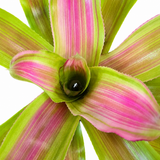 Candy Strip Bromeliad