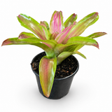 Candy Strip Bromeliad