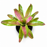 Candy Strip Bromeliad