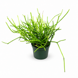 Euphorbia Tirucalli